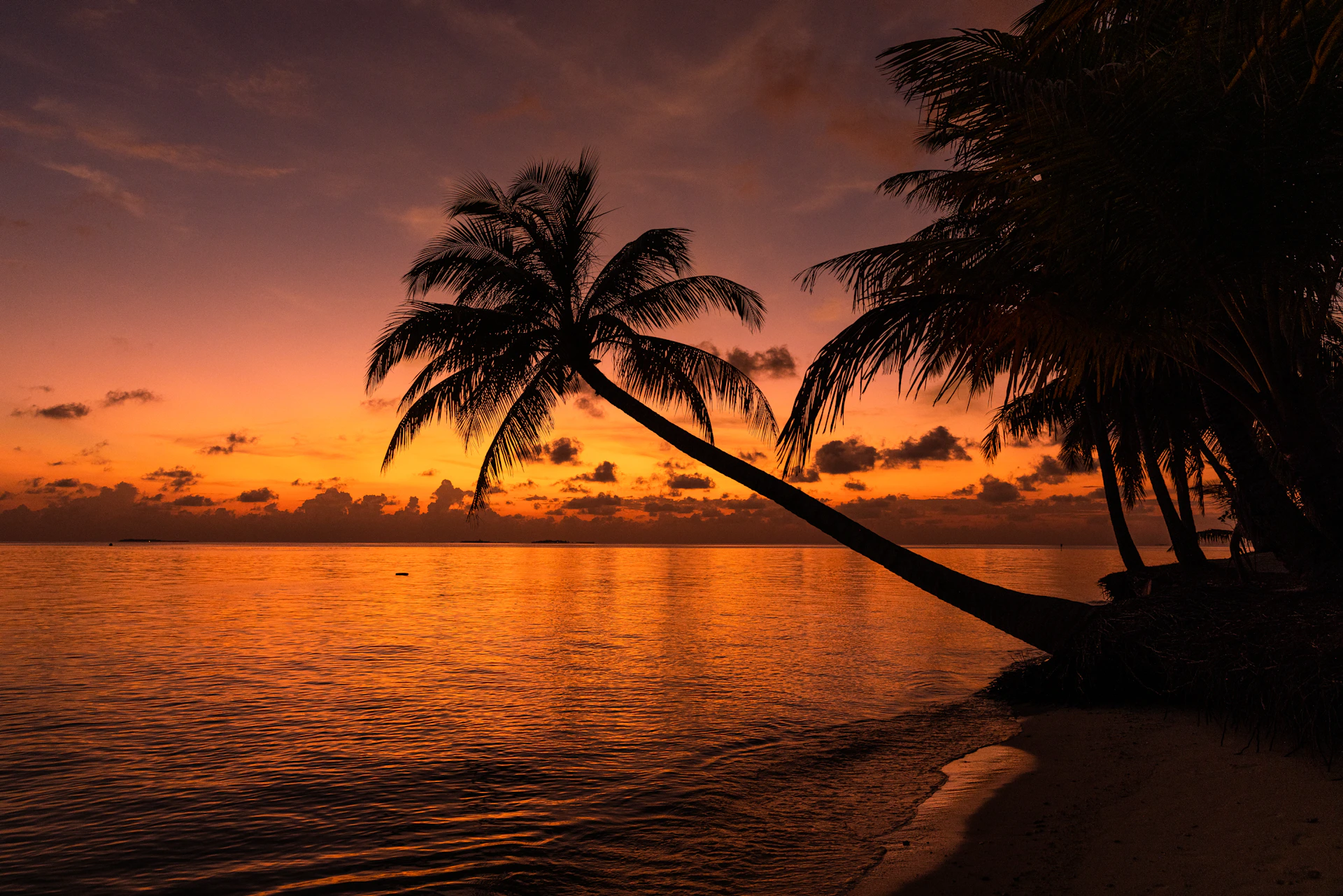a palm tree on a beach with a sunset in the background
