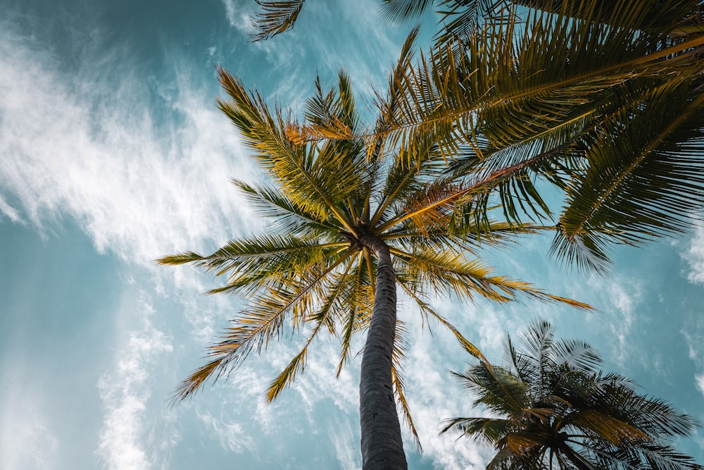 a palm tree with a blue sky in the background