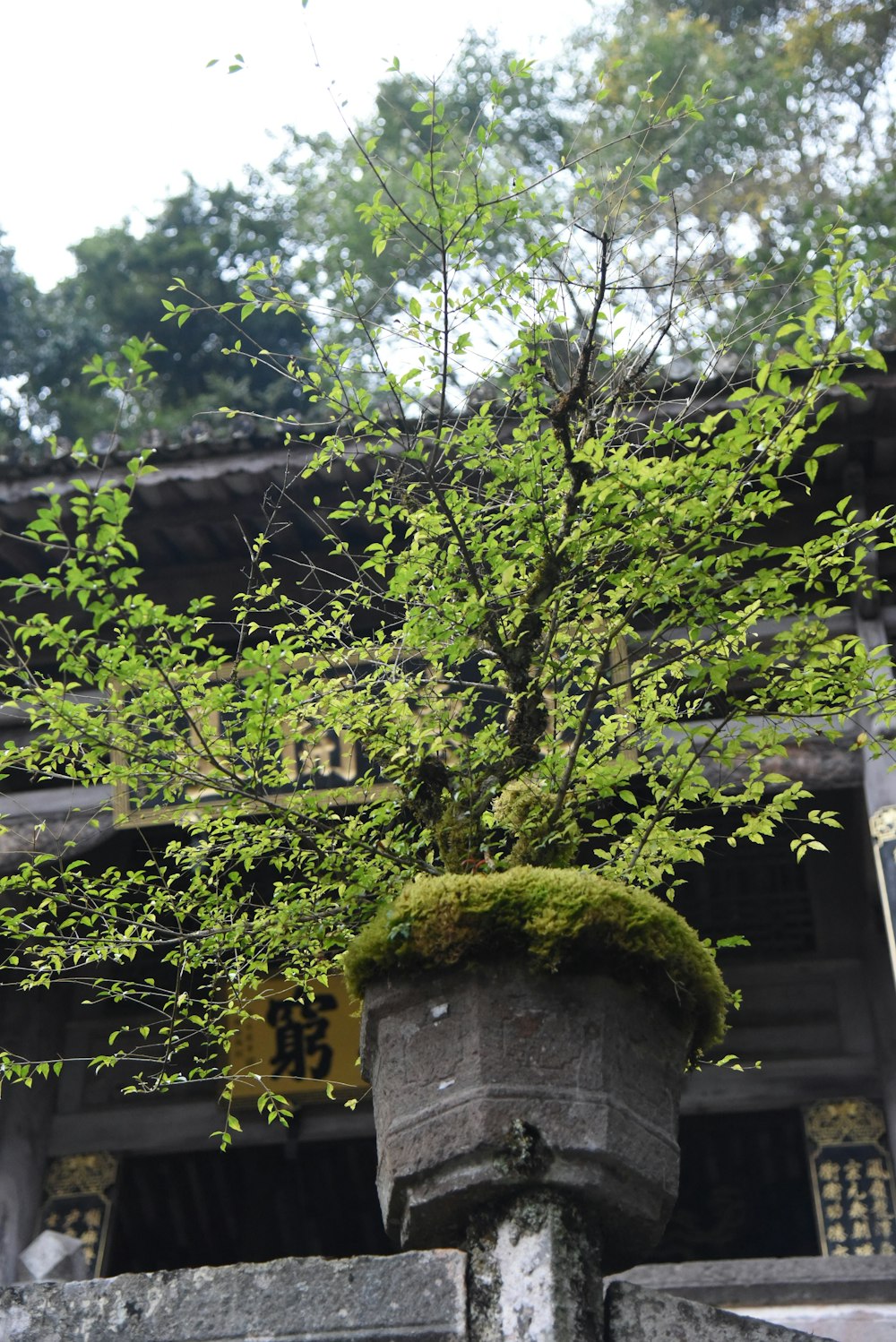 a potted plant with moss growing out of it