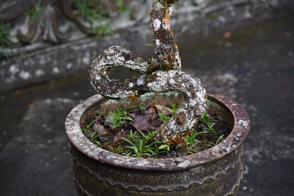 a rusted metal object sitting in a flower pot