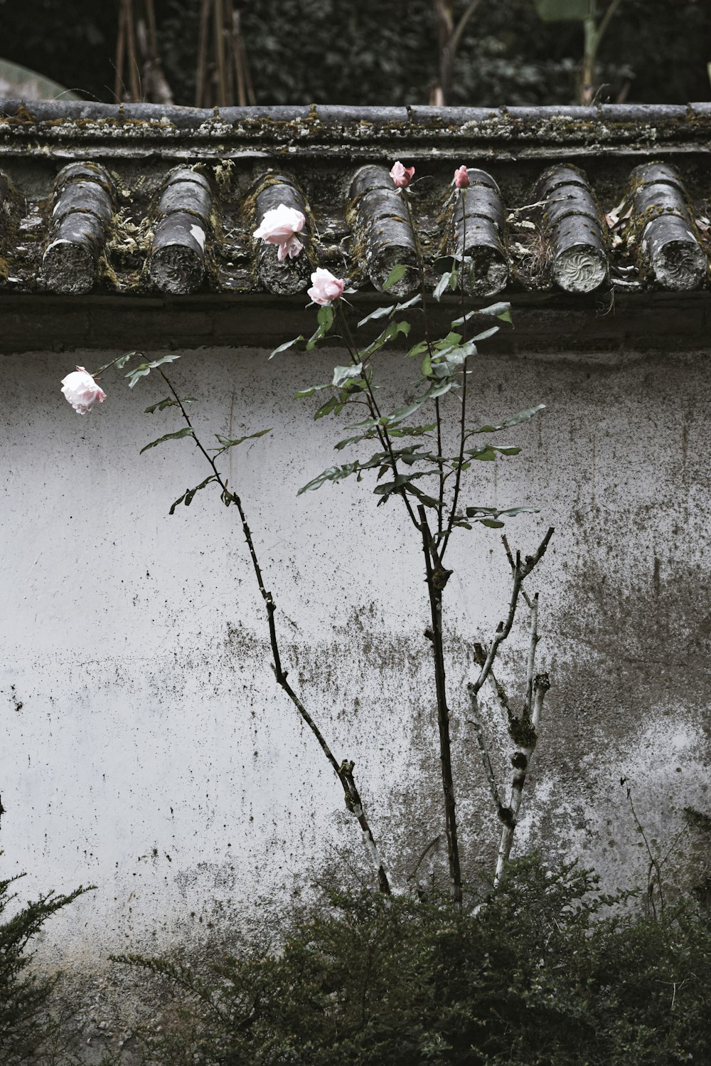 a plant with pink flowers in front of a white wall