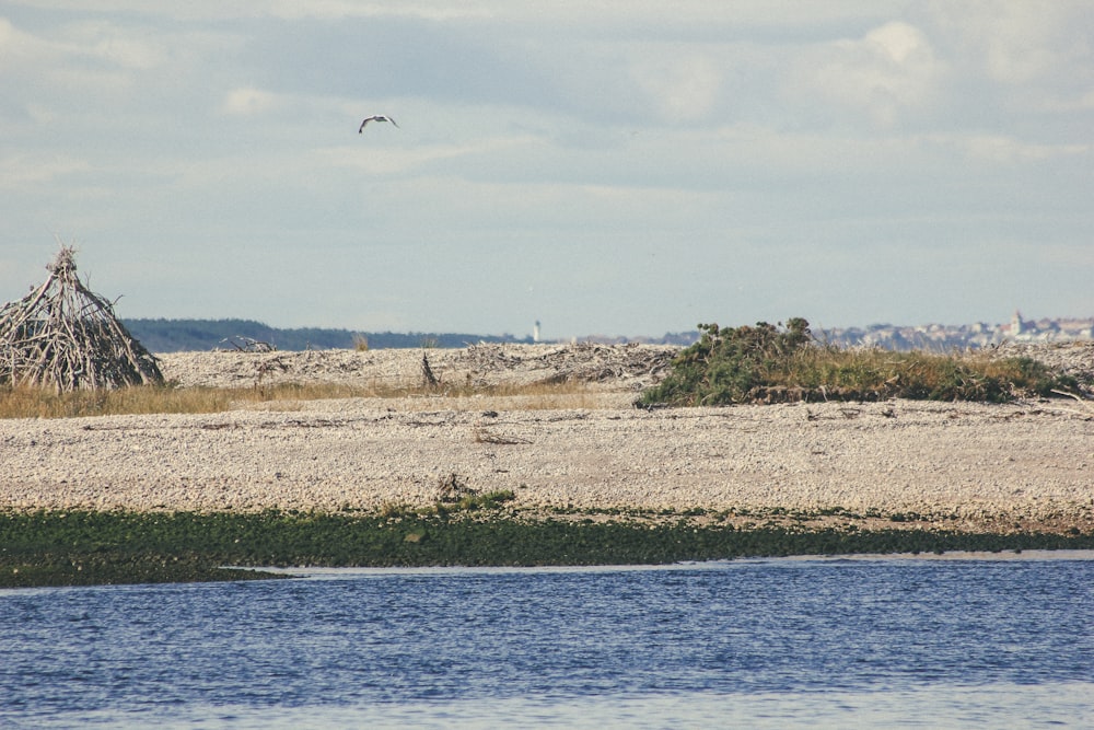 a bird flying over a body of water