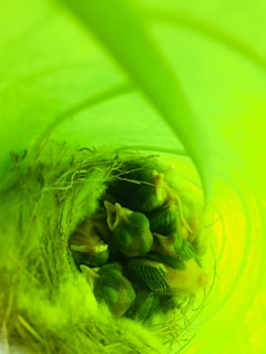 A group of small, feathered baby birds nestled together in a woven nest made of straw-like materials. The image is dominated by a bright green hue, suggesting the nest is placed within or under large green leaves.