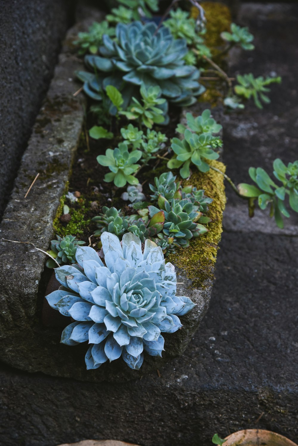 a row of succulents in a rock garden