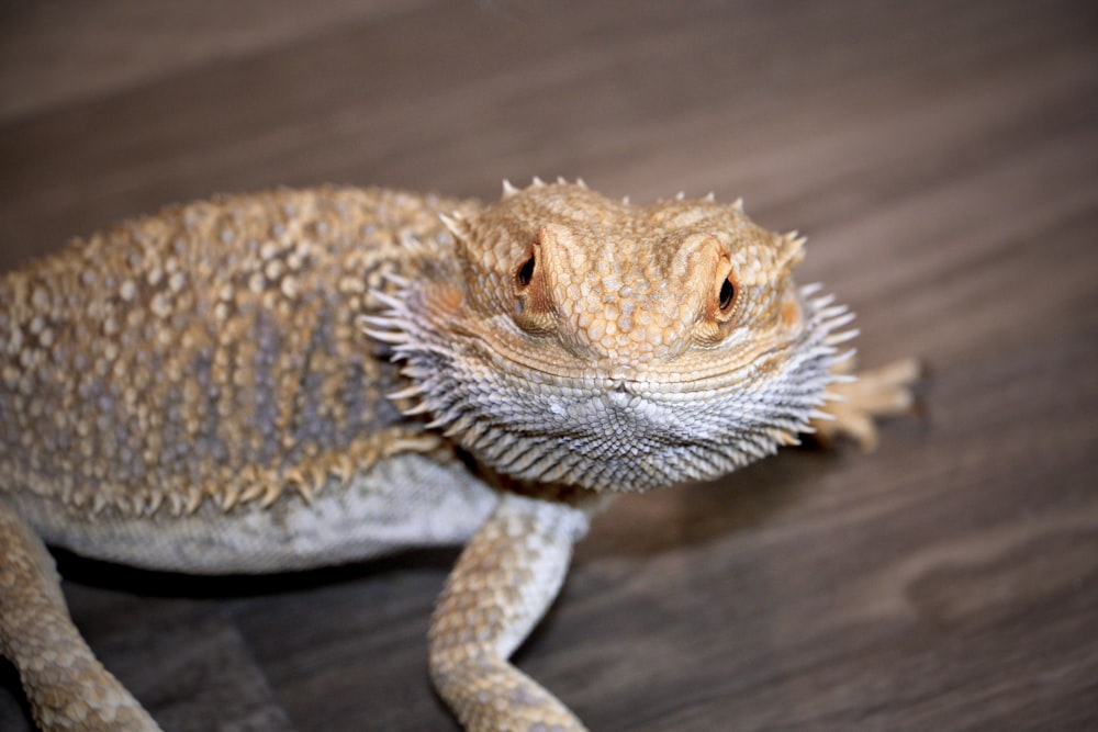 a close up of a lizard on a wooden floor