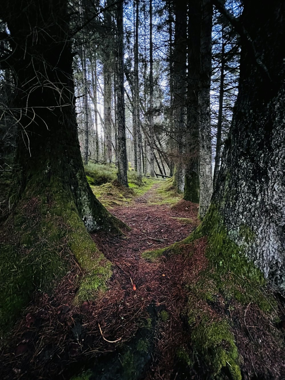 a path in the middle of a forest surrounded by trees