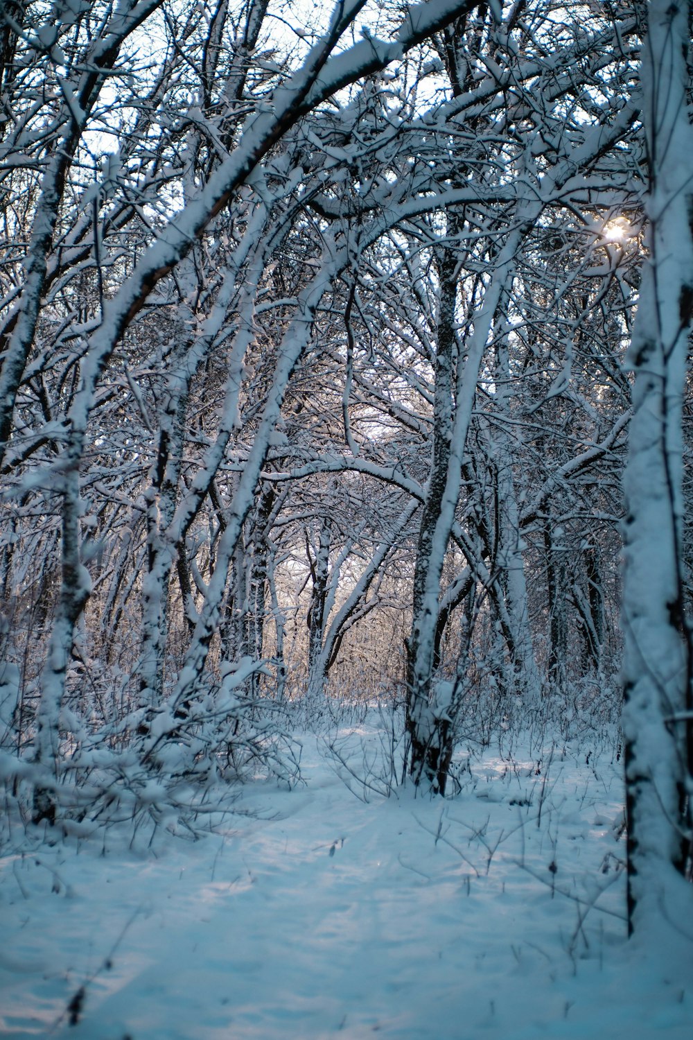 a path through a snowy forest with lots of trees