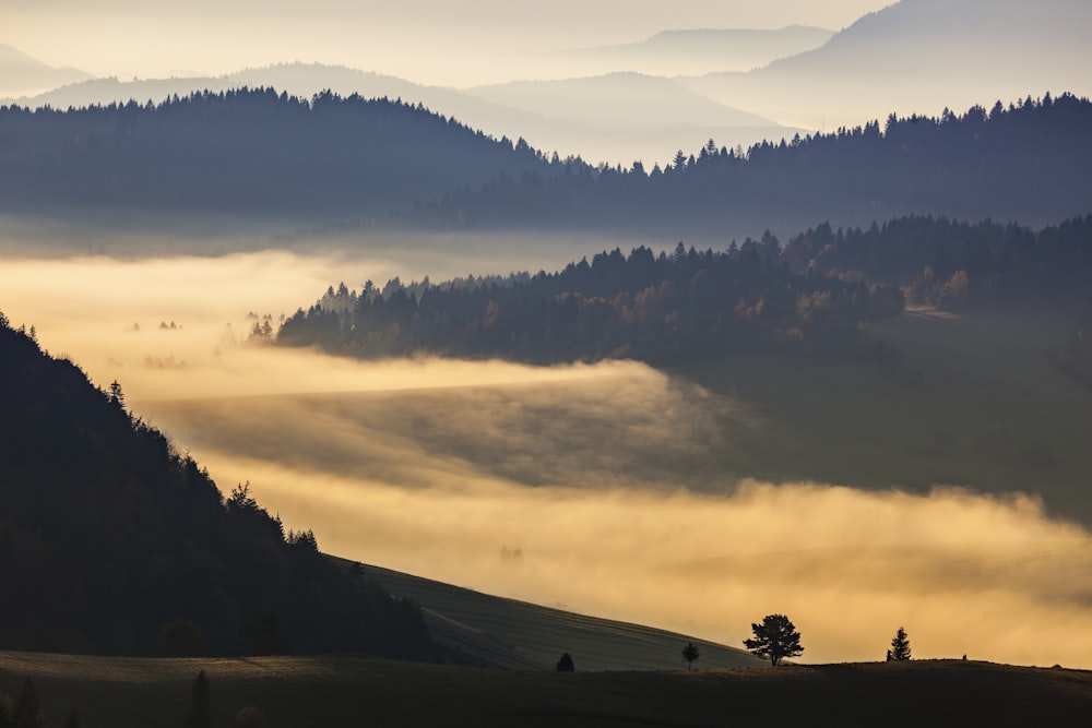 a foggy valley with trees and mountains in the background