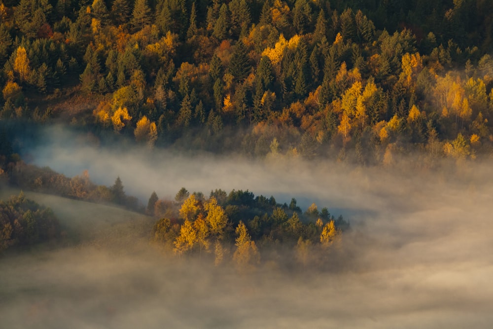 an aerial view of a forest in the fall