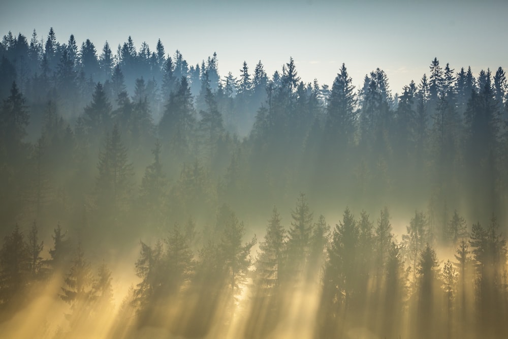 a foggy forest filled with lots of trees