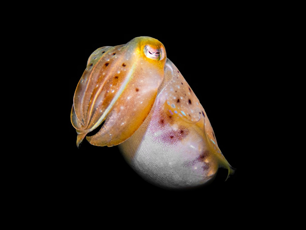 a close up of a squid on a black background