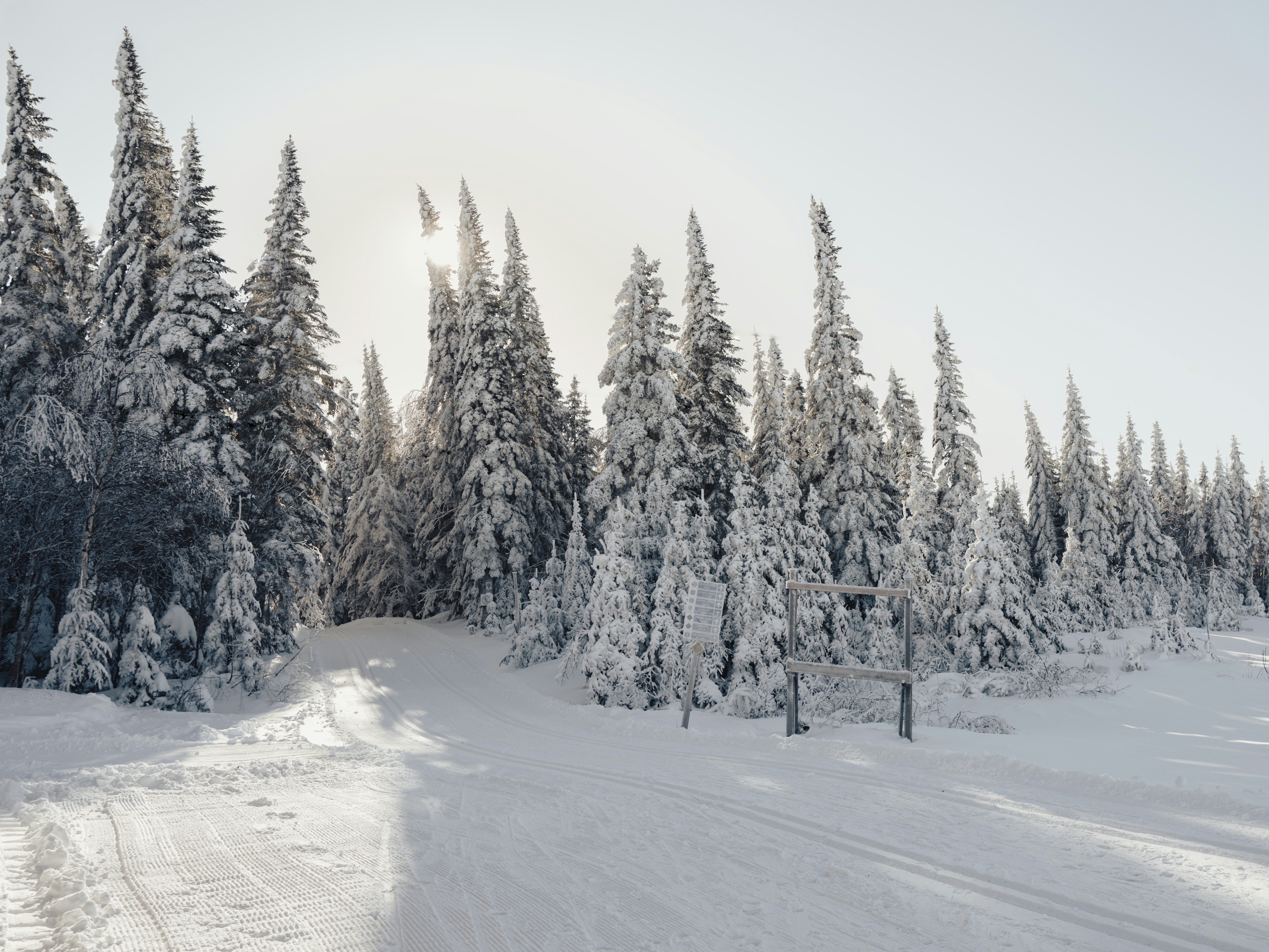 snow covered trees line a road in the middle of a forest