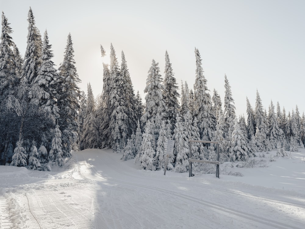 snow covered trees line a road in the middle of a forest