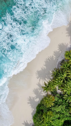 Waves of clear turquoise water gently crash onto a sandy beach. Lush green palm trees cast shadows on the sand, creating a tropical paradise setting.