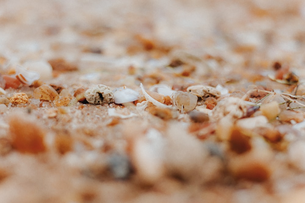 a close up of shells and sand on a beach