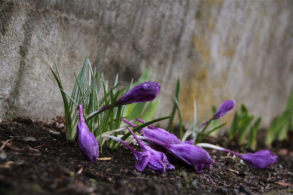 a bunch of purple flowers that are in the dirt