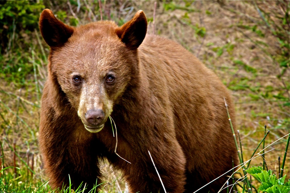 a brown bear walking through a lush green forest