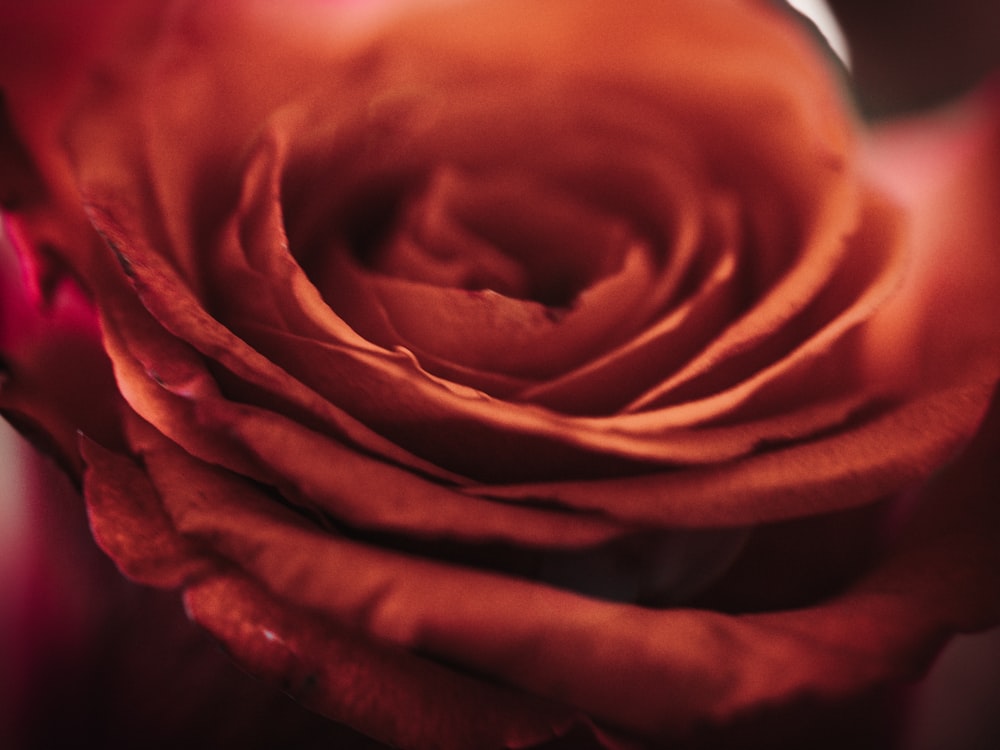 a close up of a red rose with a blurry background