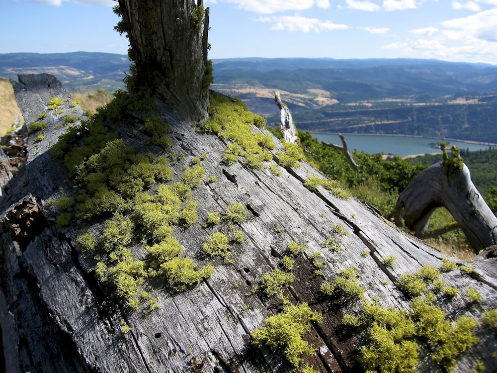 a tree stump with moss growing on top of it