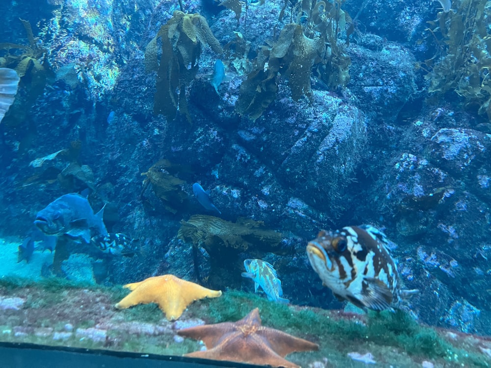 a large aquarium filled with lots of different types of fish