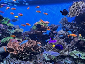 a large aquarium filled with lots of colorful fish