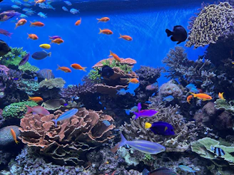 a large aquarium filled with lots of colorful fish