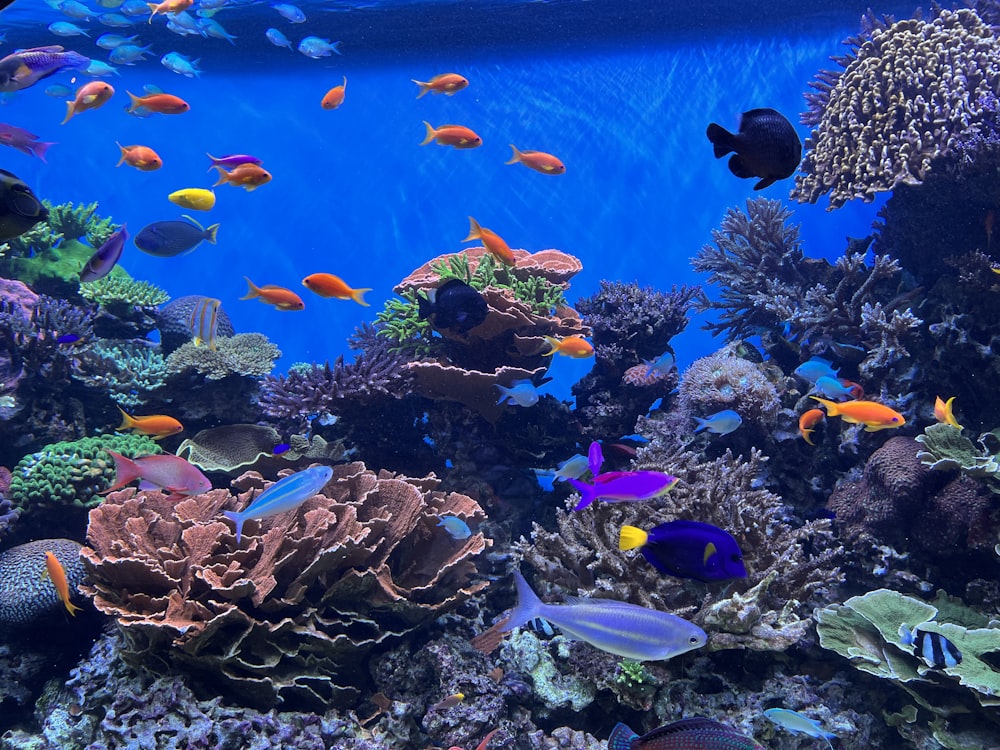 um grande aquário cheio de muitos peixes coloridos