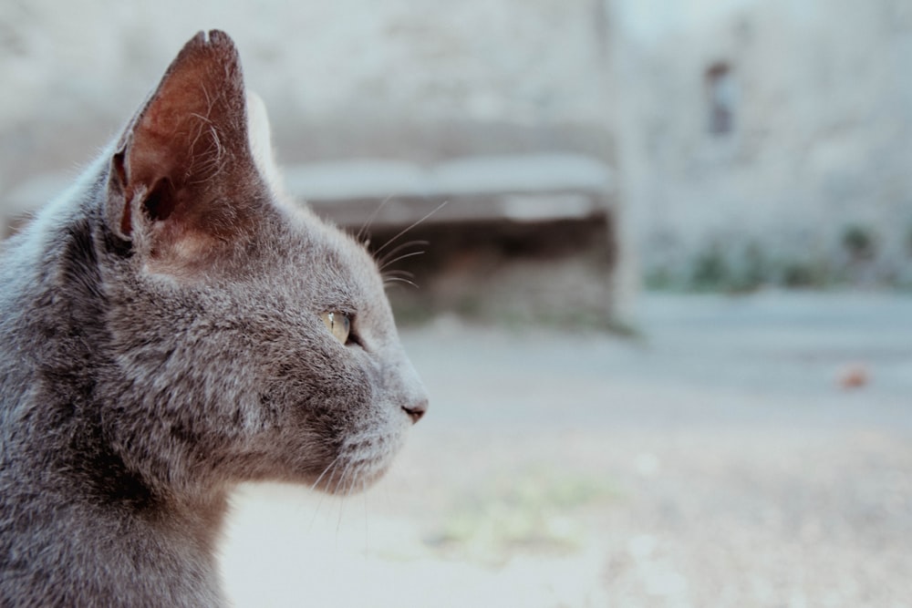 Un primer plano de un gato con un fondo borroso