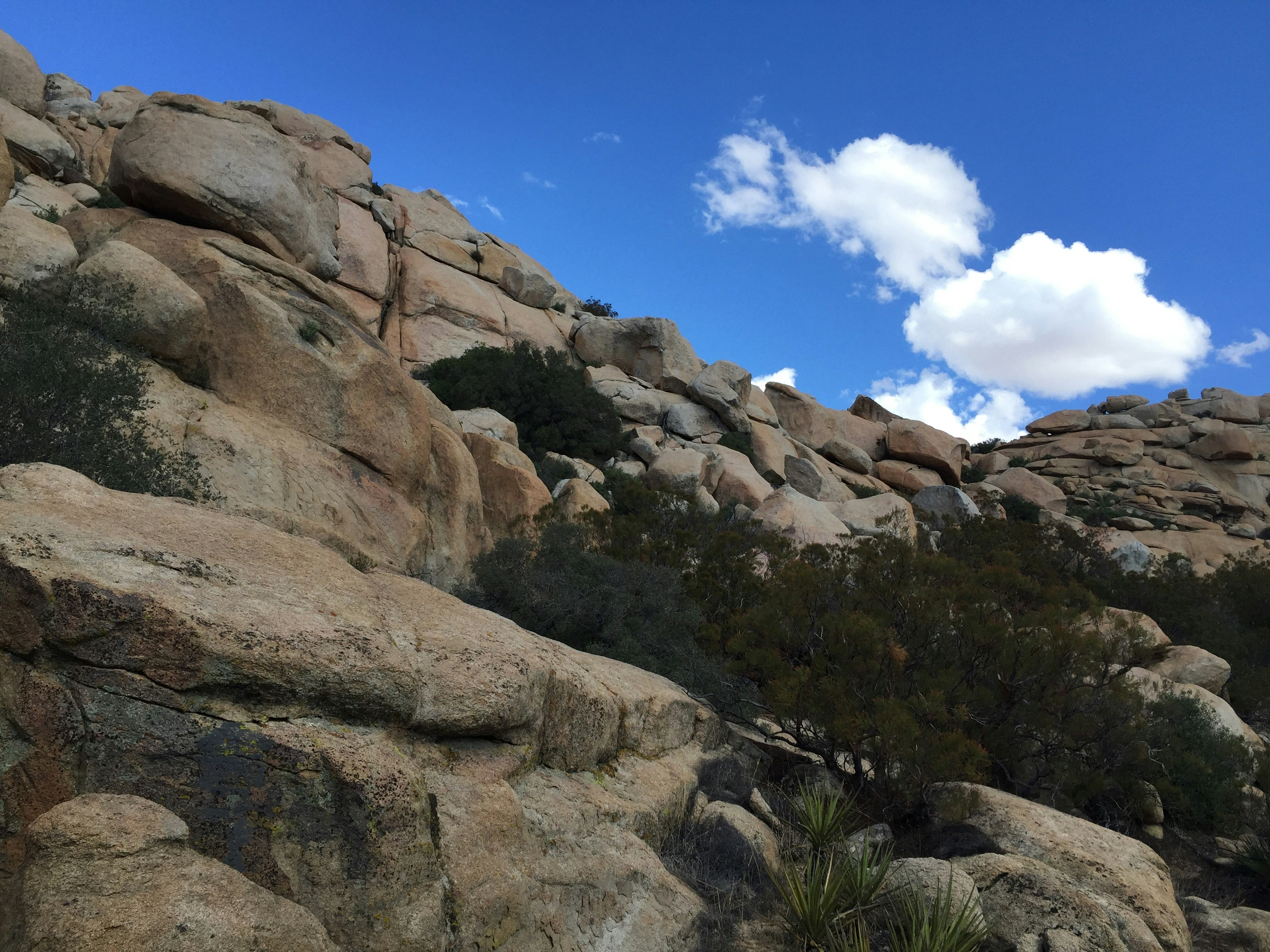 a rocky mountain with a few trees growing out of it
