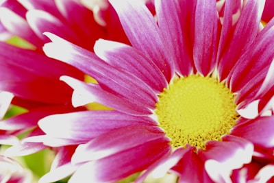 A close-up of a vibrant flower in bloom.