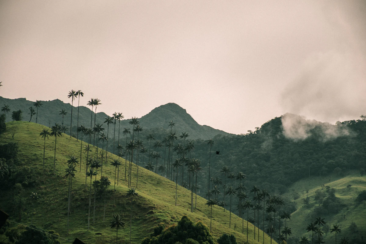 Wax palms rising through mist in the Colombian Andes