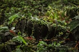 A lush coffee plantation with ripe coffee cherries.