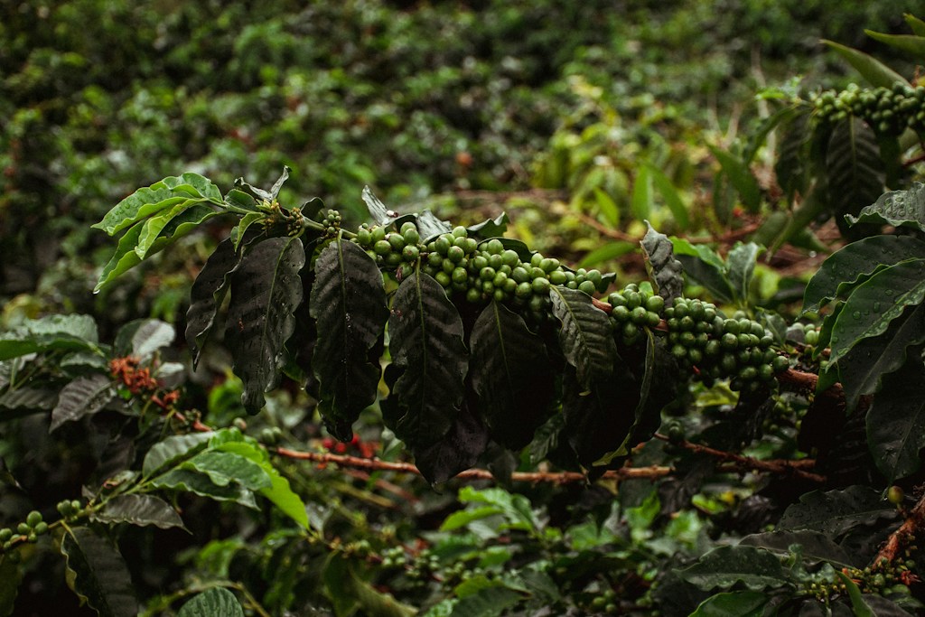 Arabica Origins