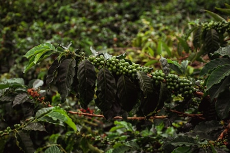 A lush coffee plant with clusters of unripe green coffee cherries hanging from its branches. The leaves are vibrant and glossy, with some showing signs of moisture.