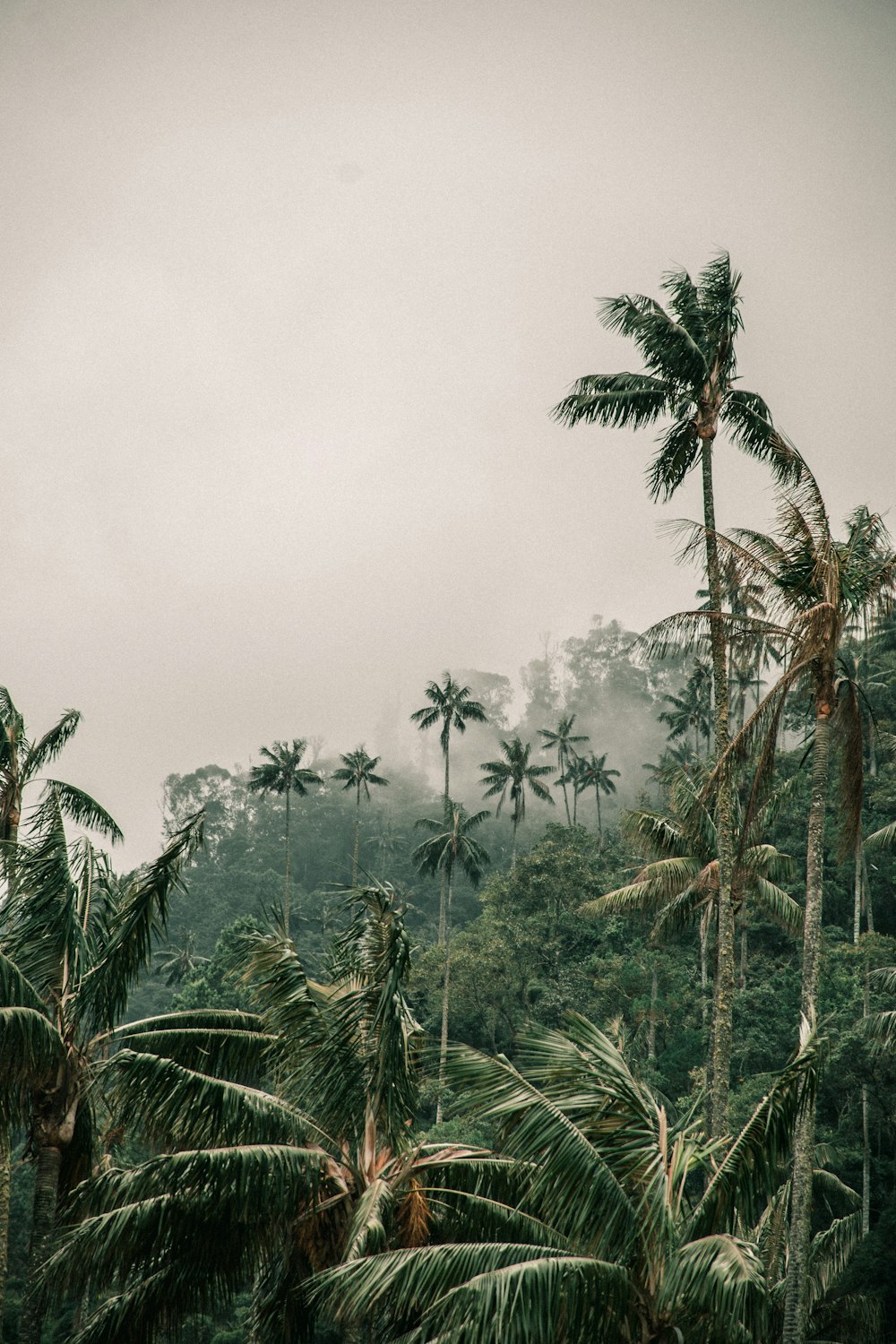 una foresta piena di palme ad alto fusto