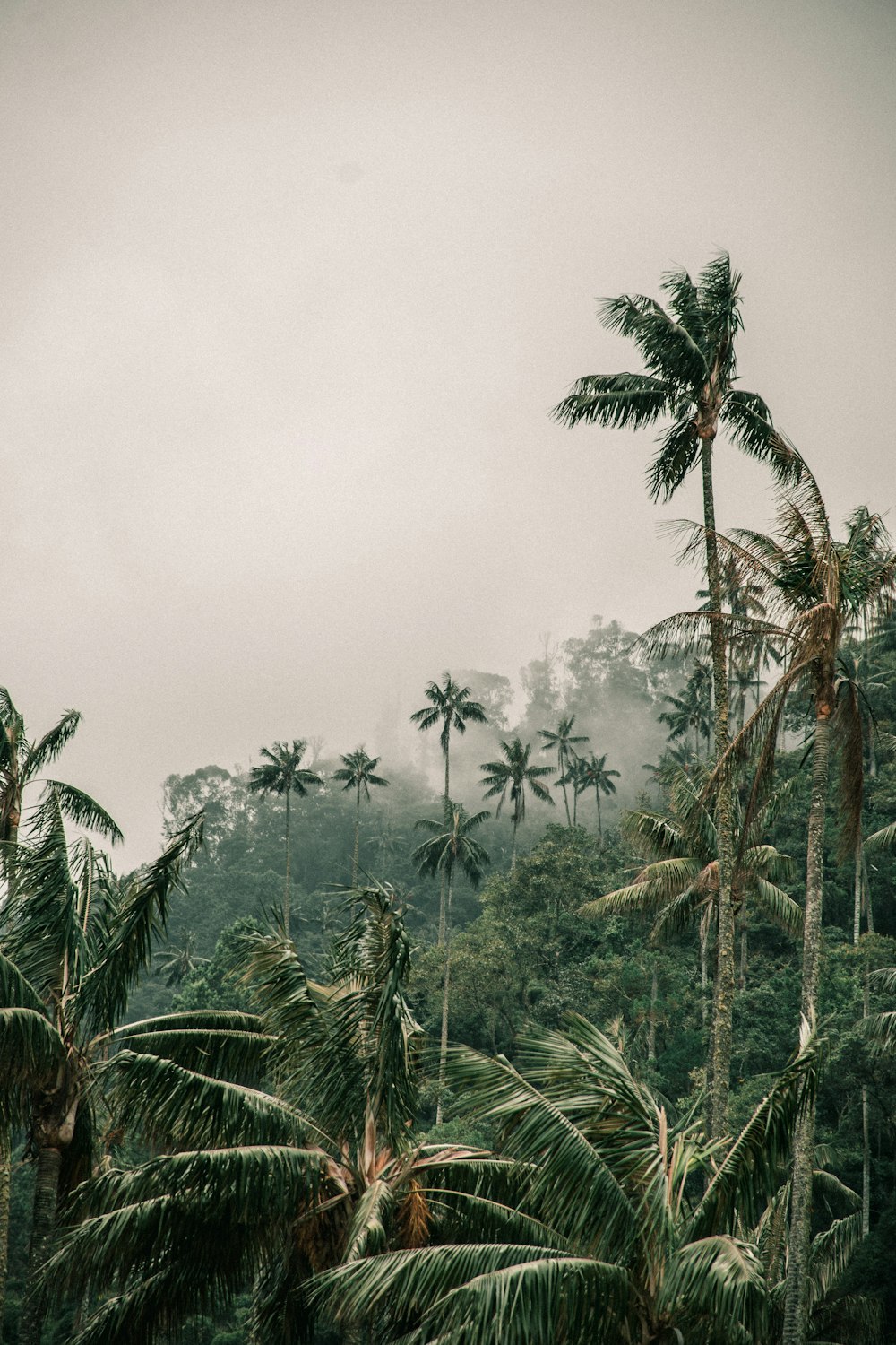 Une forêt remplie de grands palmiers