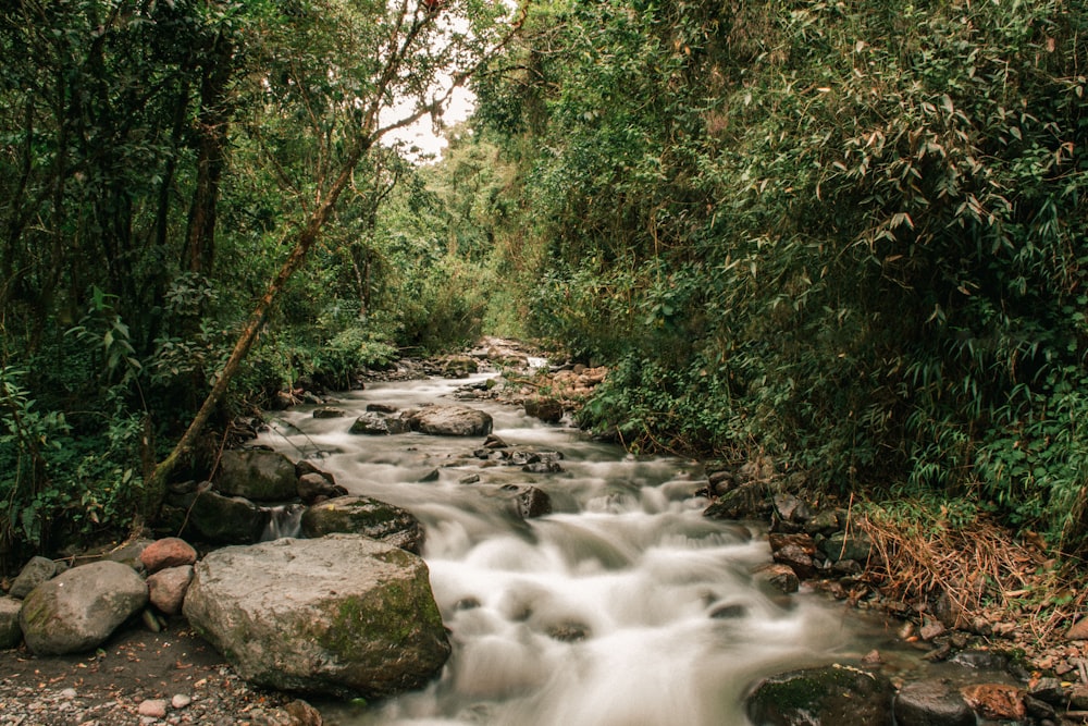 a river running through a lush green forest