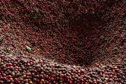 a large amount of red berries sitting on top of each other