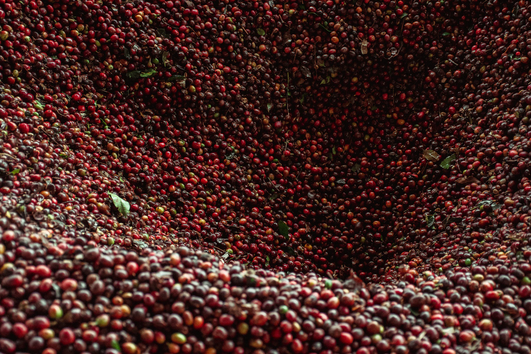 Freshly harvested ripe coffee cherries