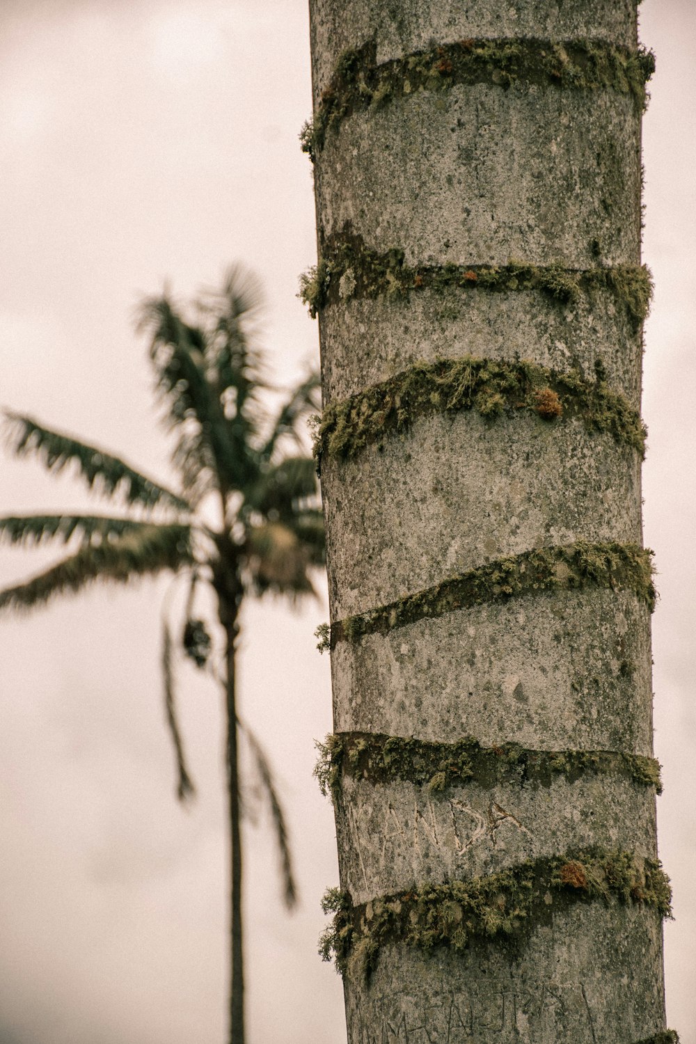 a palm tree with moss growing on it