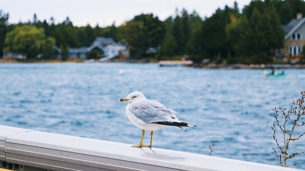 Une mouette se tient sur le bord d’une balustrade