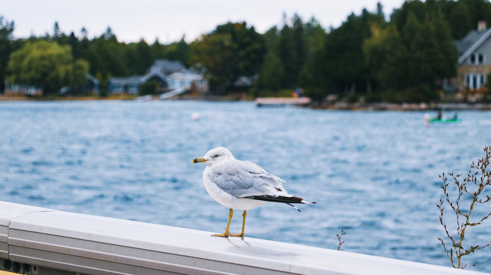 uma gaivota está de pé na borda de um corrimão