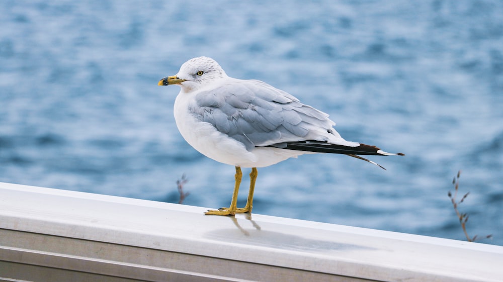 a seagull is standing on a ledge near the water