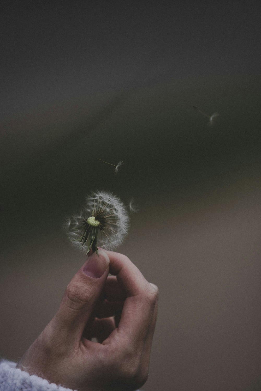 a person holding a dandelion in their hand