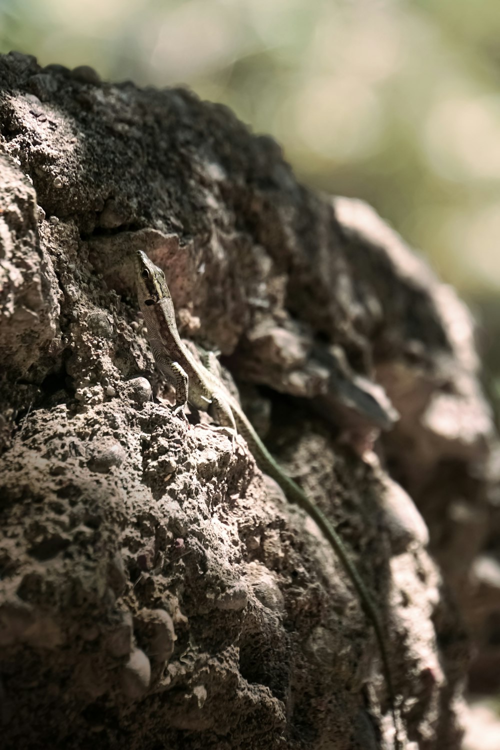 a lizard on a rock in a forest