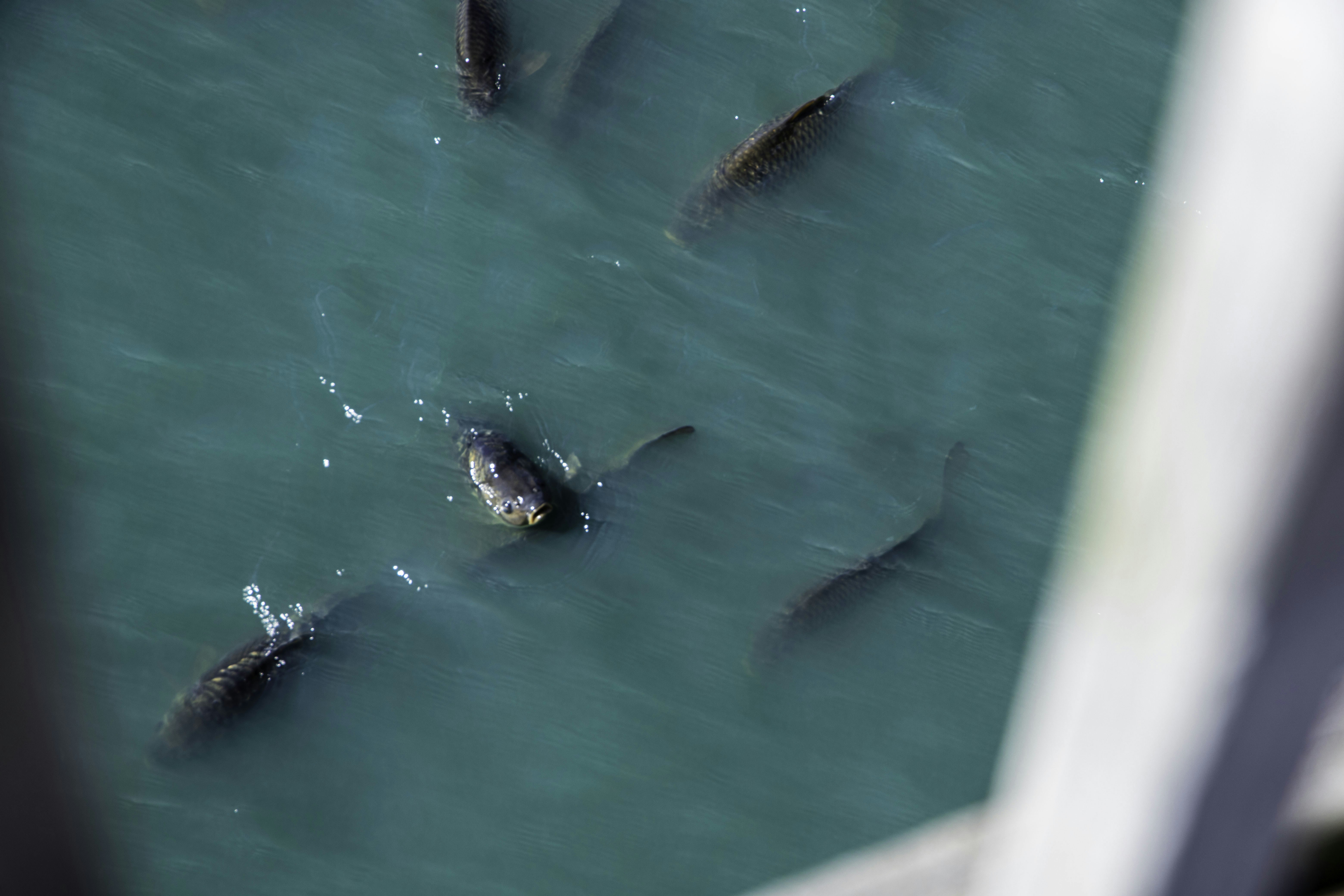 sekelompok ikan berenang di badan air
