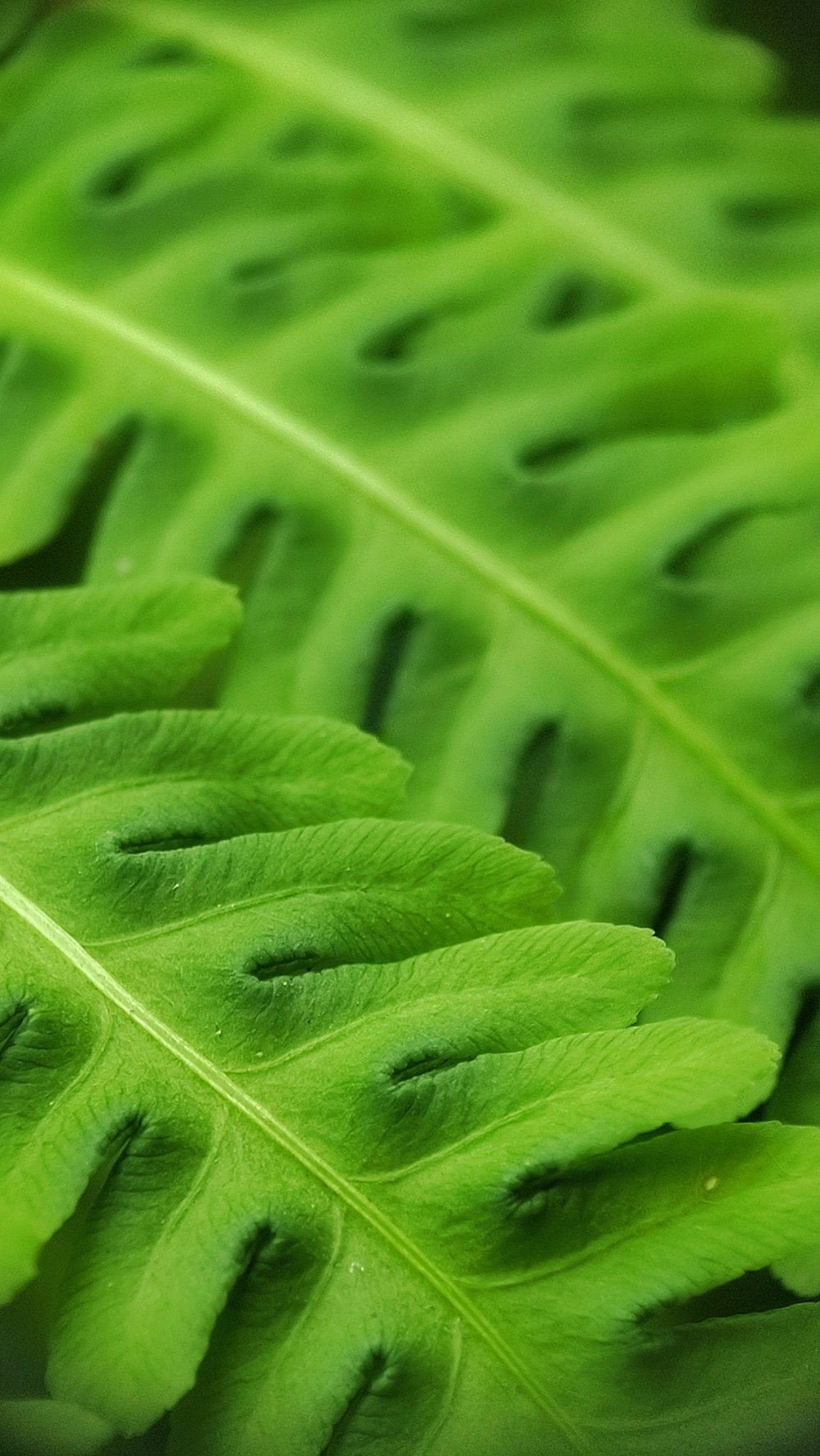 a close up of a large green leaf