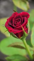A close-up of a vibrant red rose with delicate petals and visible water droplets on its surface. The rose is surrounded by green leaves and stems, showcasing a natural and fresh appearance.