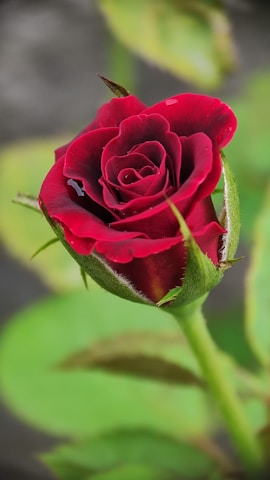 A close-up of a vibrant red rose with delicate petals and visible water droplets on its surface. The rose is surrounded by green leaves and stems, showcasing a natural and fresh appearance.