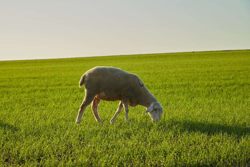 a sheep grazing in a field of green grass